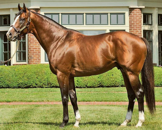 Union Rags Photo Horse Racing Picture