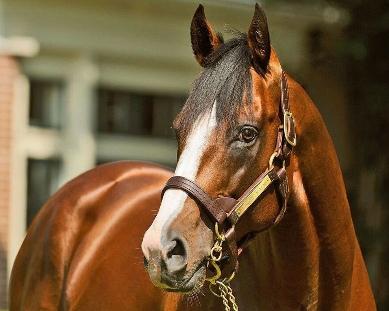 Union Rags Photo Horse Racing Picture Close Up 300 Piece Jigsaw Puzzle