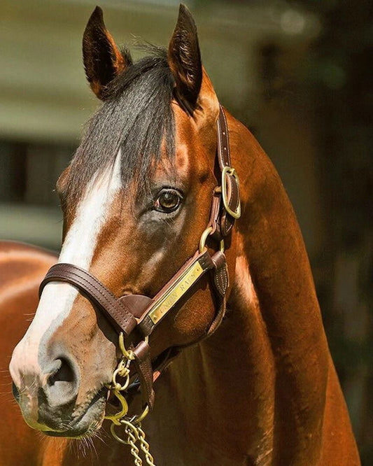 Union Rags Photo Horse Racing Picture Close Up Color