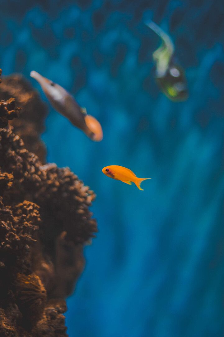 Underwater World Orange Fishes Art Wall Decor Jigsaw Puzzle