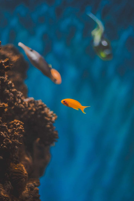Underwater World Orange Fishes Art Wall Decor Jigsaw Puzzle