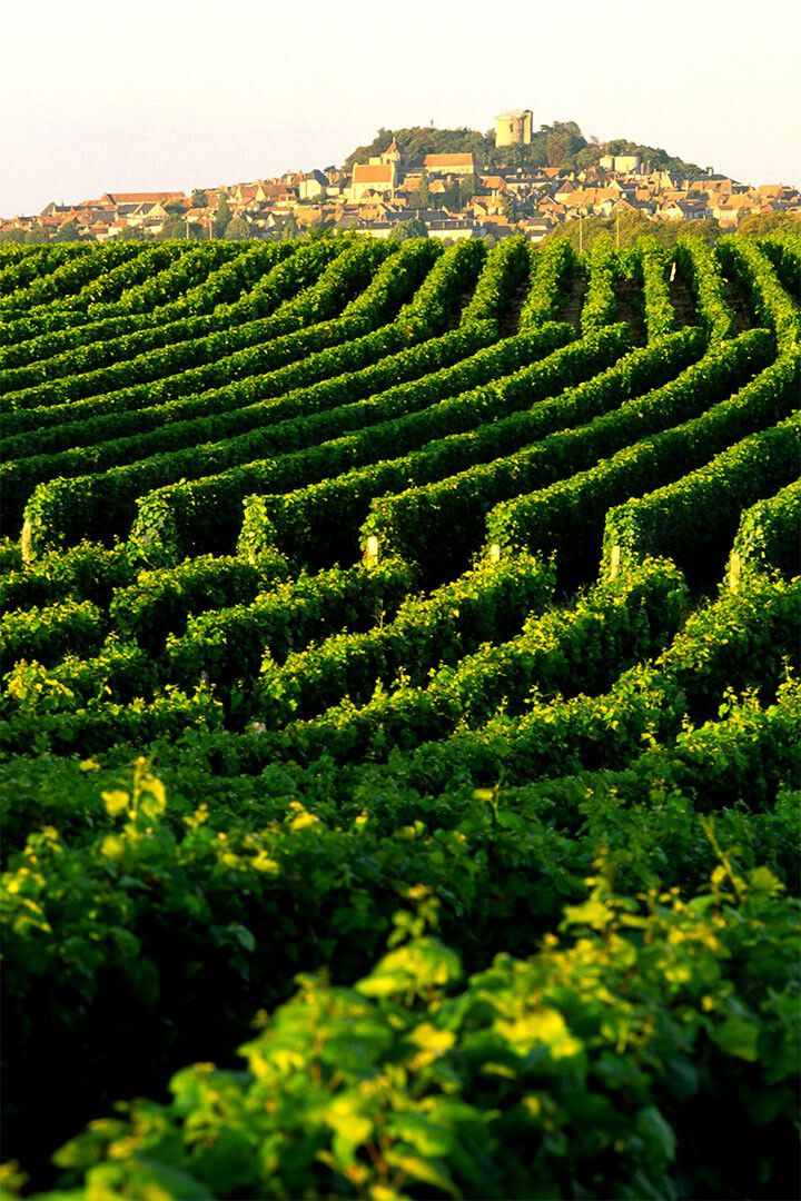 Vineyard In Napa Valley Landscape Nature Jigsaw Puzzle