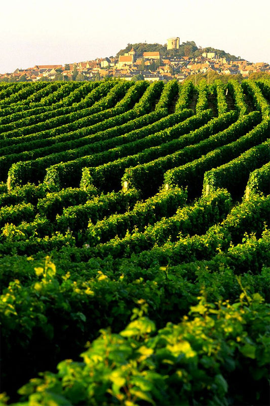 Vineyard In Napa Valley Landscape Nature Jigsaw Puzzle