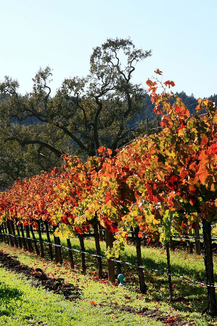 Vineyard In Napa Valley Nature Landscape Jigsaw Puzzle