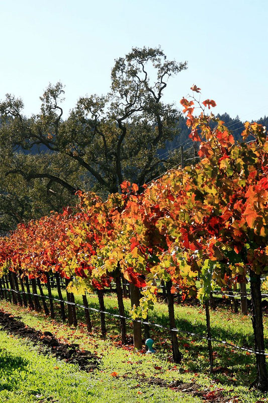 Vineyard In Napa Valley Nature Landscape Jigsaw Puzzle