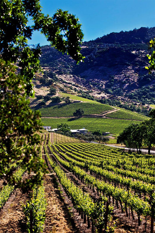 Vineyards Of Okanagan Valley Canada Fruit Jigsaw Puzzle