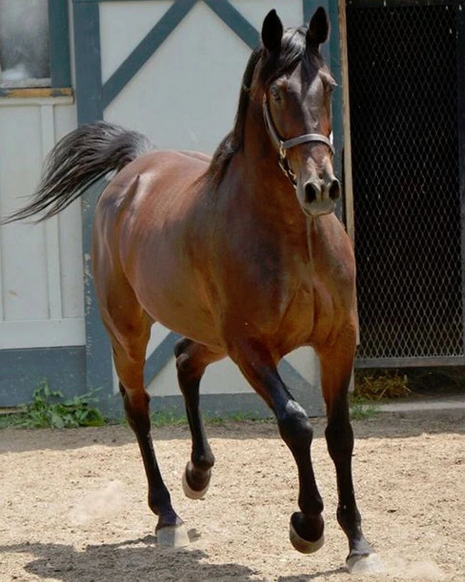 Western Dreamer Magnet Horse Racing Picture Jockey