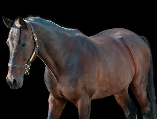 Western Dreamer Magnet Horse Racing Picture Jockey Close Up