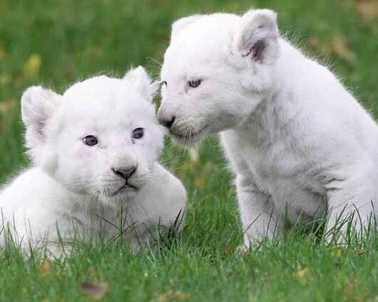 White Cub Lions Glossy Photo Print Nature Wildlifeposter