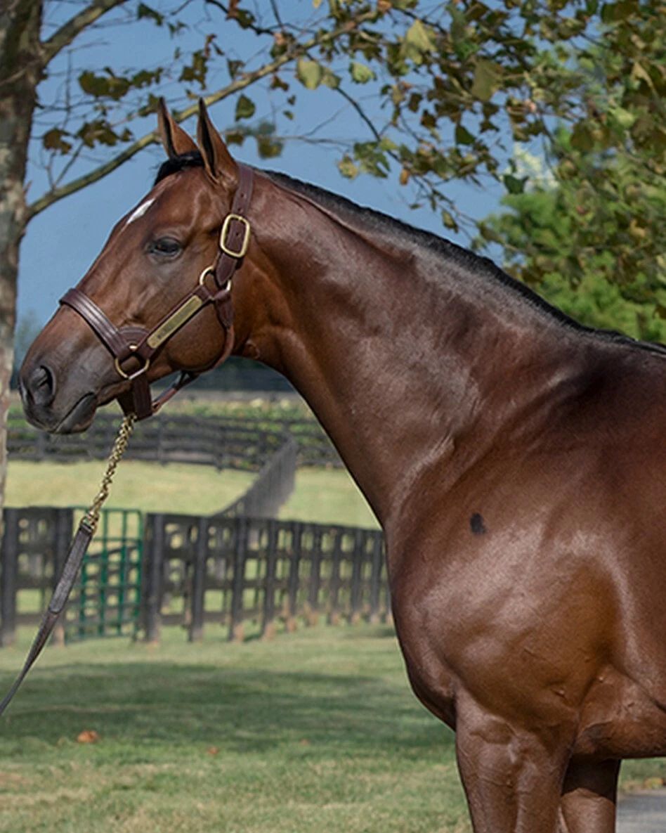Wicked Strong Photo Horse Racing Picture
