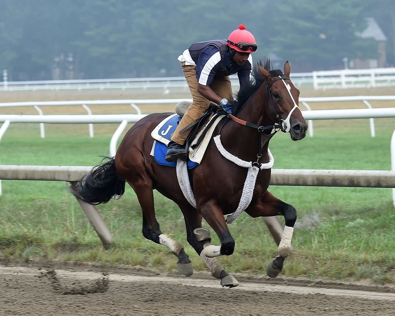 Wicked Strong Photo Horse Racing Picture Action