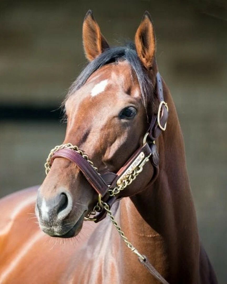 Wicked Strong Photo Horse Racing Picture Close Up