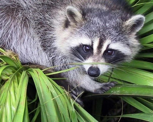 Wild Raccoon Glossy Keychain Nature Wildlife Print