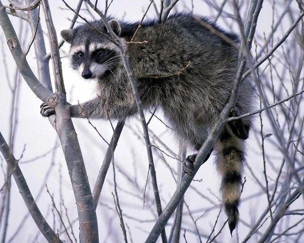 Wild Raccoon Glossy Photo Print Tree Poster Nature Wildlife