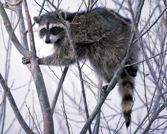 Wild Raccoon Glossy Photo Print Tree Poster Nature Wildlife