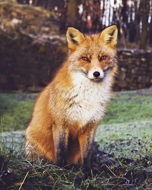 Wild Red Fox Glossy Keychain Keychain Nature Wildlife Print