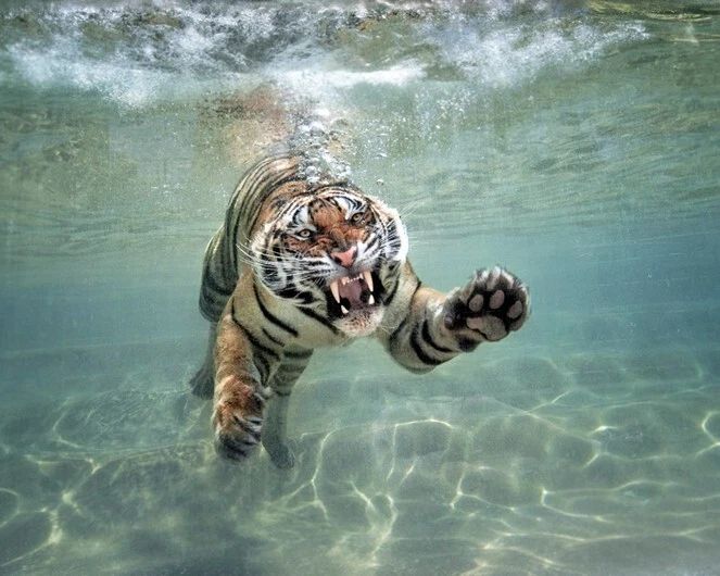 Wild Tiger Diving Underwater Glossy Photo Animal Print Big Cat Poster