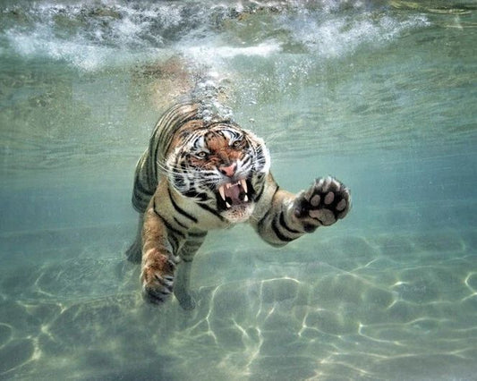 Wild Tiger Diving Underwater Glossy Photo Animal Print Big Cat Poster