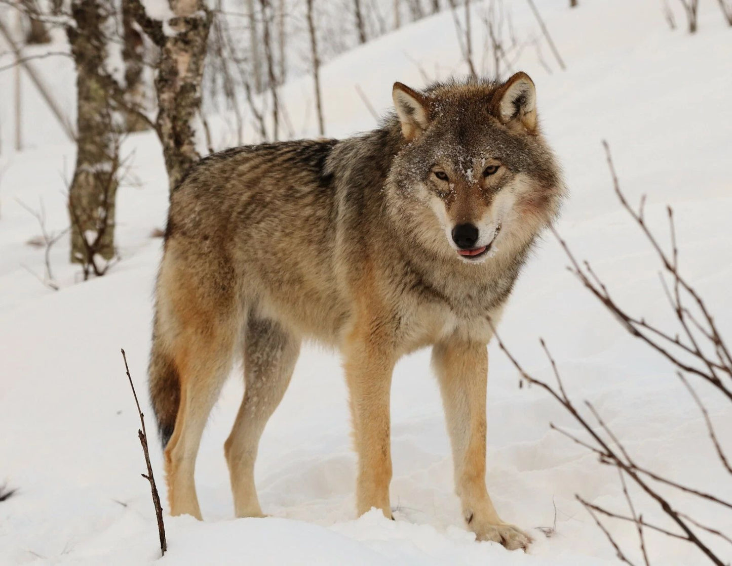 Wolf Magnet Picture Magnet Wall Decor Wolves Cool Dogs Snow Winter