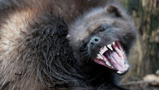 Wolverine Poster Picture Photo Print Skunk Bear Glutton Carcajou Wild