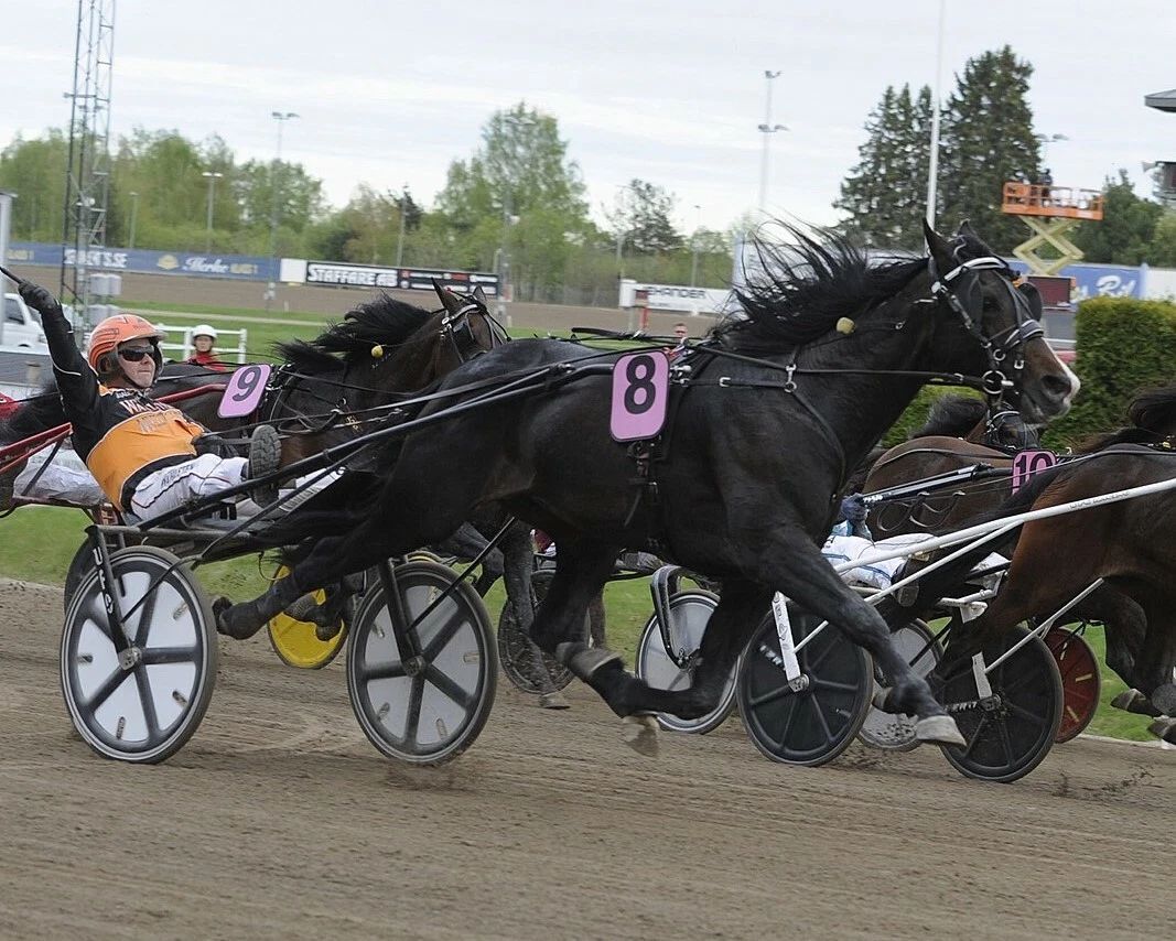 Workout Wonder Photo Harness Horse Racing Picture 300 Piece Jigsaw Puzzle