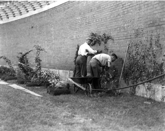 Wrigley Field Photo Baseball Mlb Picture Chicago Cubs Planting Ivy