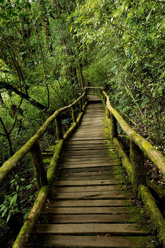 Walking Into The Forest Bridge Walkway Rainforest Amazon Decor Jigsaw Puzzle