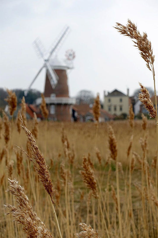 Wheat Grasses Await Approaching Combine At Harvest Jigsaw Puzzle