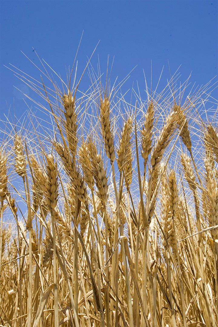 Wheat Ready For Harvesting Painting Print Jigsaw Puzzle