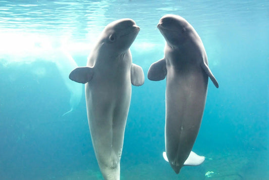 White Beluga Whale Poster Print Picture Photo Sea Life Arctic Ocean