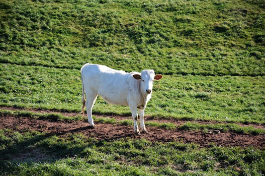 White Cow Photo Picture Poster Print Cattle Bull Dairy Baby Animal Ox Oxen Beef
