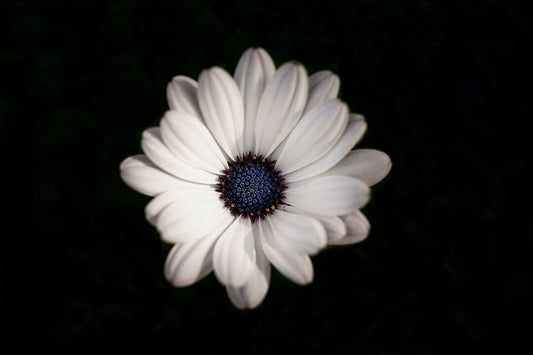 White Daisy In Close Up Jigsaw Puzzlegraphy Art Wall Decor Jigsaw Puzzle