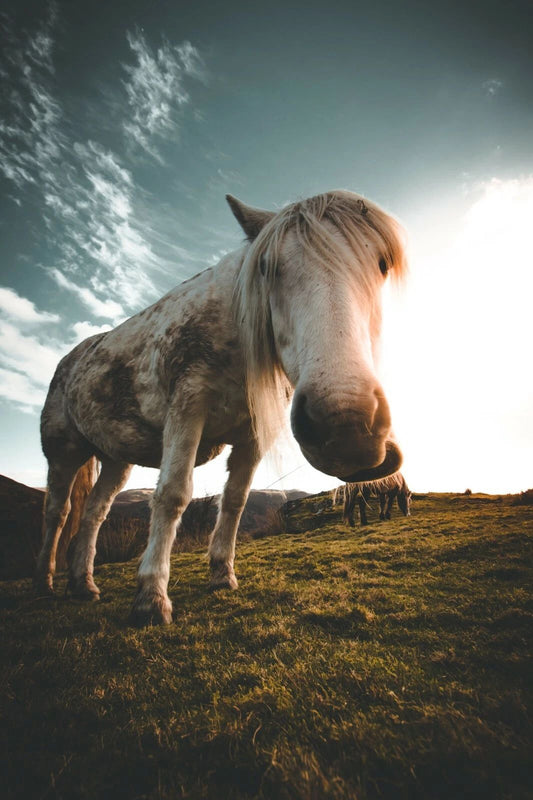 White Horse Lake District National Park England Poster Photo Picture Print