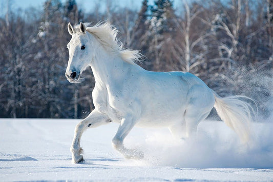 White Horse Running Snow Animals Mammal Jigsaw Puzzle