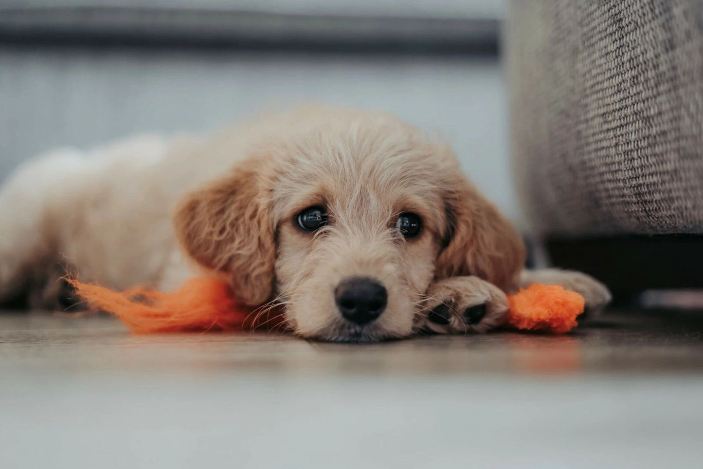 White Labradoodle Puppy Playing Keychain Picture Keychain Dog Cute Pet Fur Baby