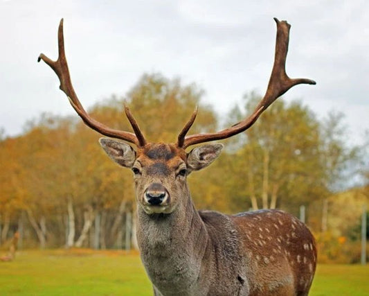 White Spotted Buck Glossy Magnet Print Magnet Wildlife Deer