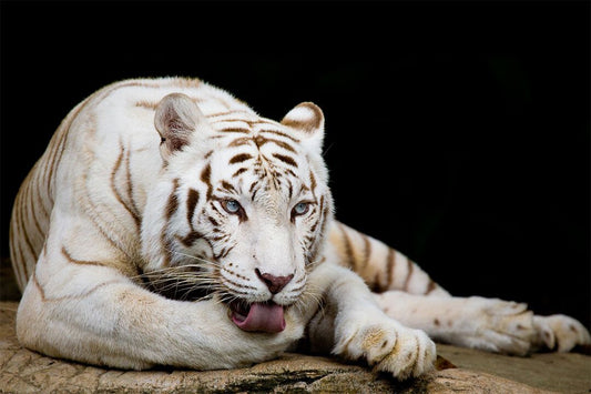 White Tiger Licking Its Paw Wild Animals Painting Jigsaw Puzzle