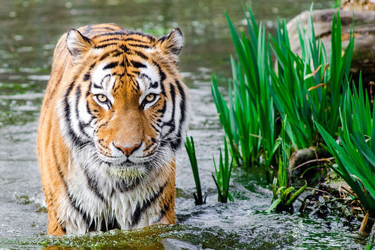 Wild Animals Bengal Tiger In Water Art Wall Decor Jigsaw Puzzle