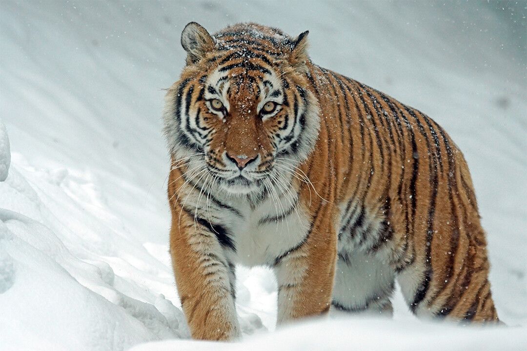 Wild Animals Tiger At Snow Art Wall Decor Jigsaw Puzzle