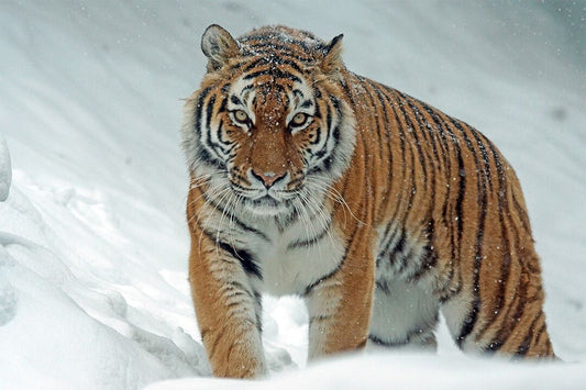 Wild Animals Tiger At Snow Art Wall Decor Jigsaw Puzzle
