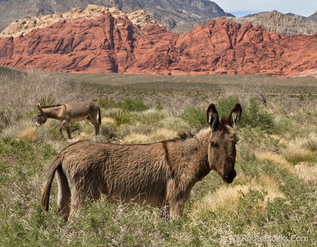 Wild Burros Red Rock Canyon Las Vegas Desert Nature 300 Piece Jigsaw Puzzle