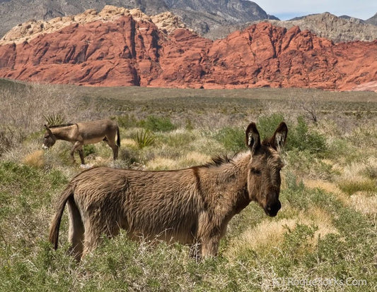 Wild Burros Red Rock Canyon Las Vegas Desert Nature Photo Picture Poster Print