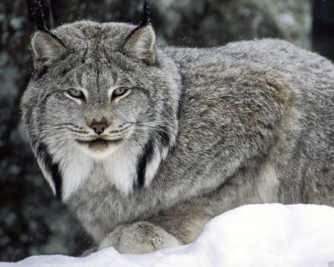 Wild Cat Canadian Lynx Glossy Photo Nature Print Wall Art Poster