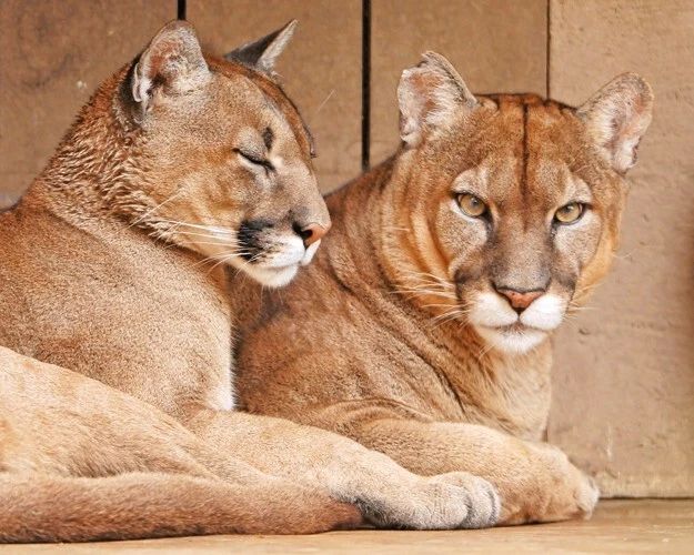 Wild Cat Pumas Glossy Photo Nature Print Cougar Poster