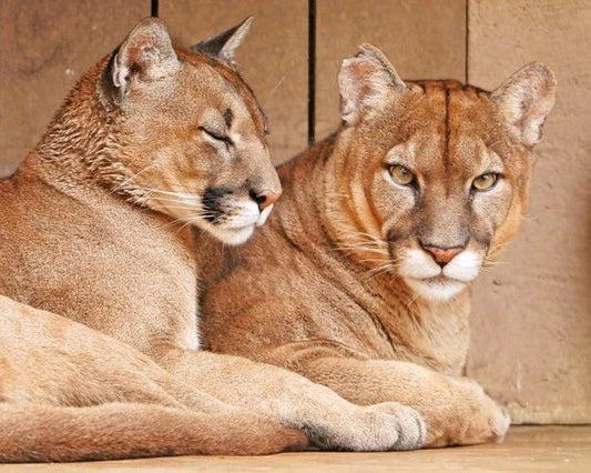 Wild Cat Pumas Glossy Photo Nature Print Cougar Poster