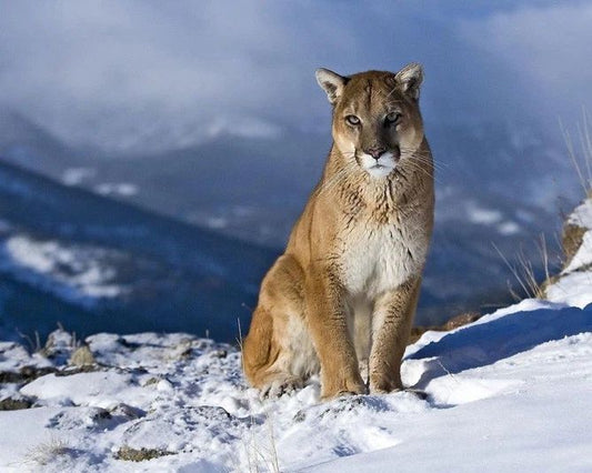 Wild Cat Puma Glossy Photo Nature Print Wall Art Poster