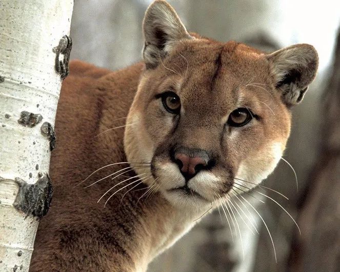 Wild Cat Puma Glossy Keychain Nature Print Keychain Cougar