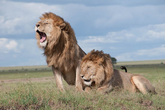 Wild Cats Brown Lions Art Wall Decor Art Wall Decor Jigsaw Puzzle