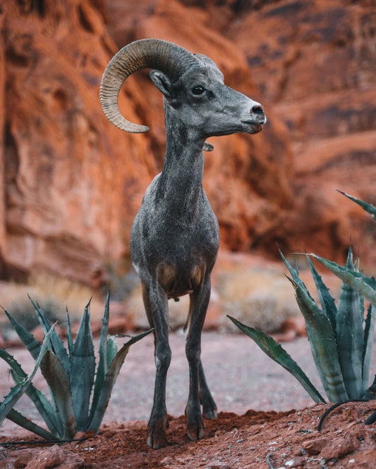 Wild Goat Valley Of Fire Desert Utah Nevada Picture Magnet Magnet Picture Print