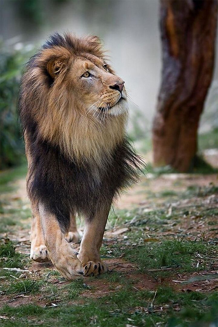 Wild Lion Big Animals Dangerous Nature Painting Print Jigsaw Puzzle